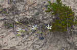 Pine barren stitchwort